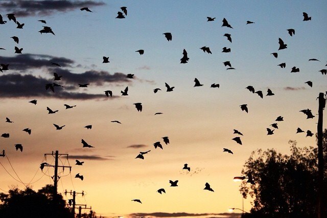 A large colony of flying foxes in flight across a sunset sky.