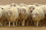 WA Sheep