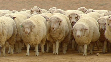 WA Sheep