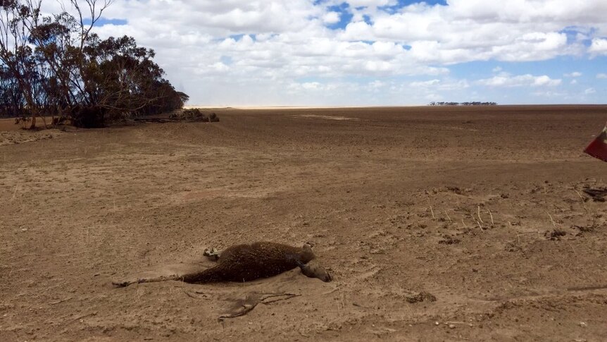 A kangaroo lies dead in a farm paddock that was razed by a bushfire.