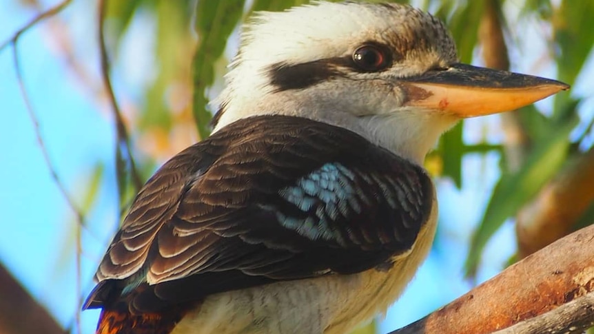 A kookaburra stands on a branch.