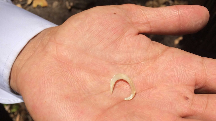 A fishing hook discovered at the Aboriginal rock art site in Sydney