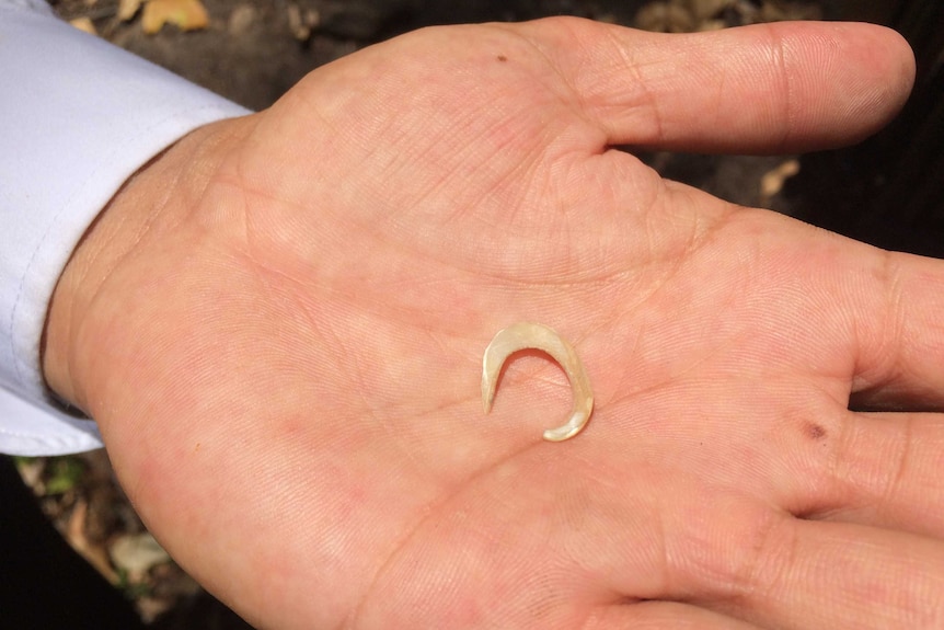 A fishing hook discovered at the Aboriginal rock art site in Sydney