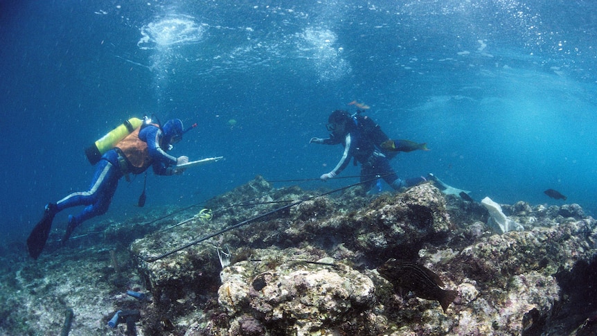 Divers examine HMS Sirius