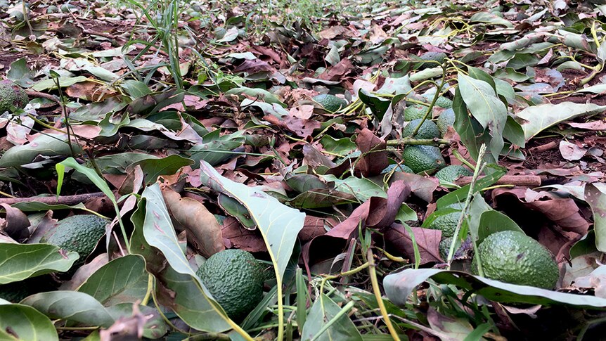 Damaged avocados lay on the orchard floor.