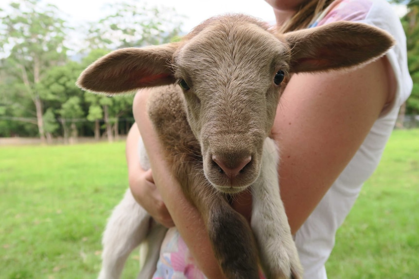 Unique white and brown coloured lamb is half white and half brown