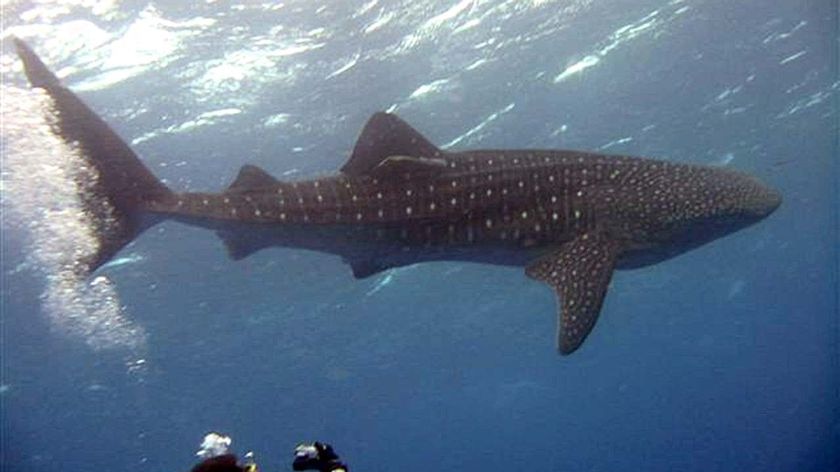 A whale shark swims with a diver