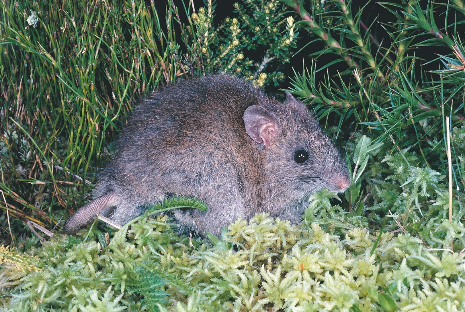 Native broad-toothed rat makes a comeback in the ACT - ABC News