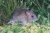 Broad-toothed Rat
