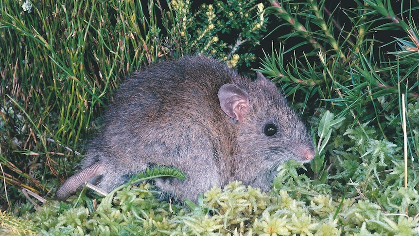 Broad-toothed Rat