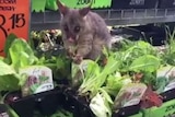 A possum caught eating the lettuce plant in the nursery section of Bunnings