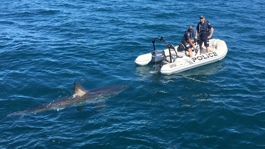 Shark tails police at Tapley Shoal