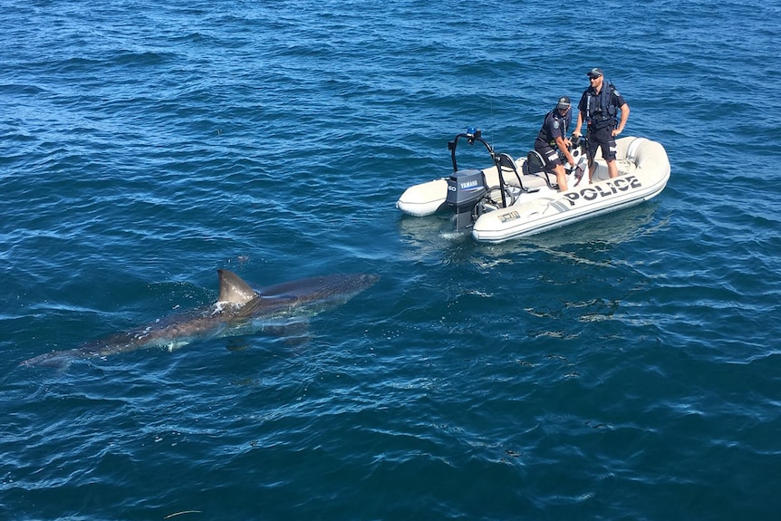 Shark tails police at Tapley Shoal