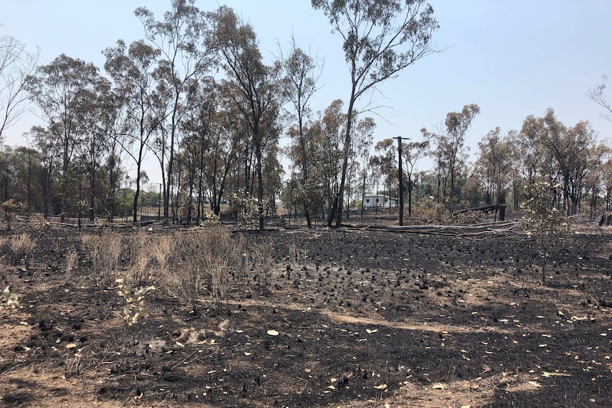 Charred trees and grass near Mount Larcom State School