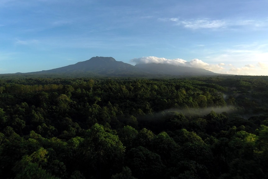 An aerial shot of dense forest extending to the horizon. A mountain rises on the horizon.