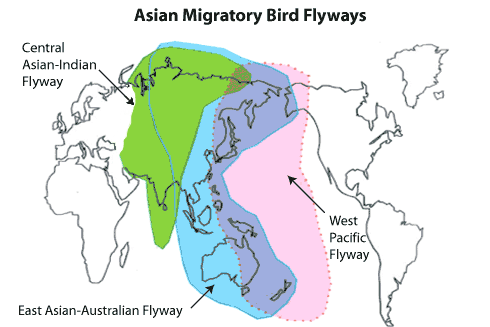 A map showing a blue vertical section including Australia and countries north of it showing a migration path