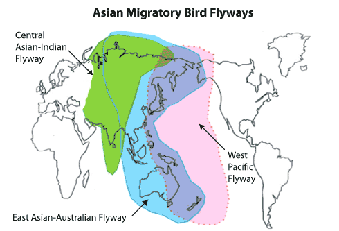 Map of flyways used by migratory birds