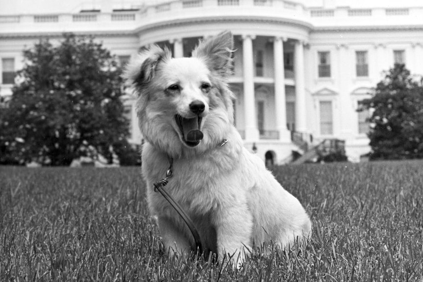 Black and white photo of a fluffy white dog with one floppy ear sitting in front of the White House