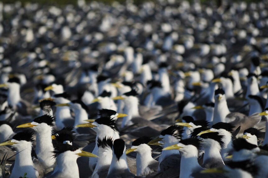 A colony of crested terns