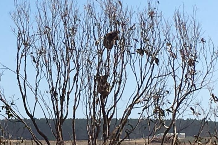 Three koalas sit in branches of a bare tree surrounded by dry land on a sunny day.