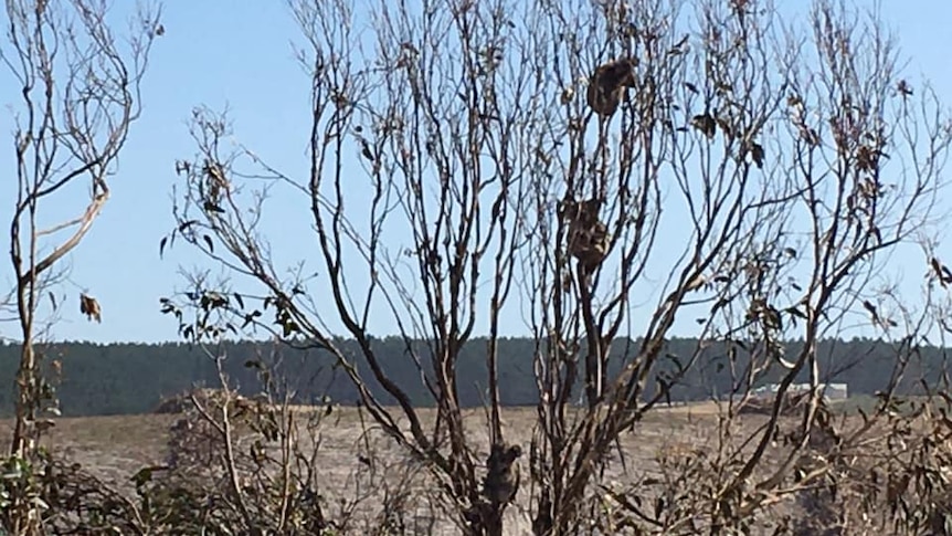 Three koalas sit in branches of a bare tree surrounded by dry land on a sunny day.