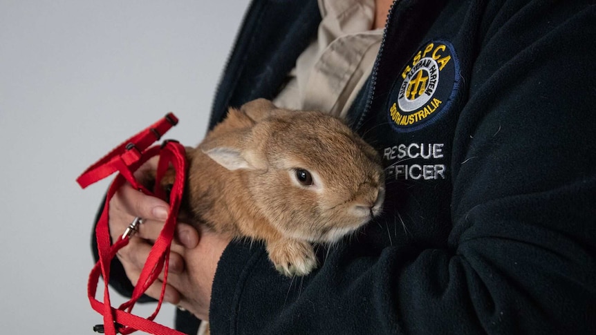 Airport rabbit with RSPCA