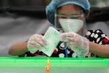 A woman wearing a protective mask casts her ballot during the general election in Yangon, Myanmar.