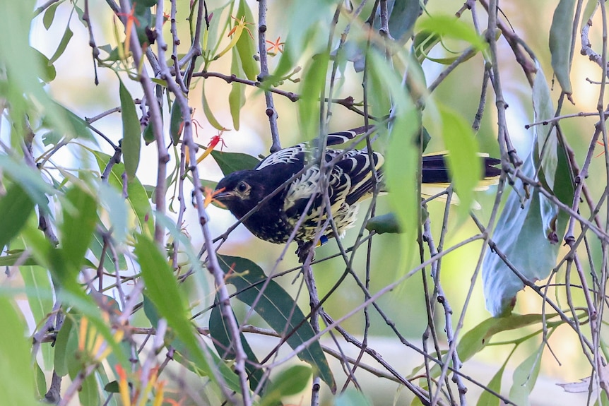 A medium size black, white and yellow bird on a tree branch, feeding on a flower.