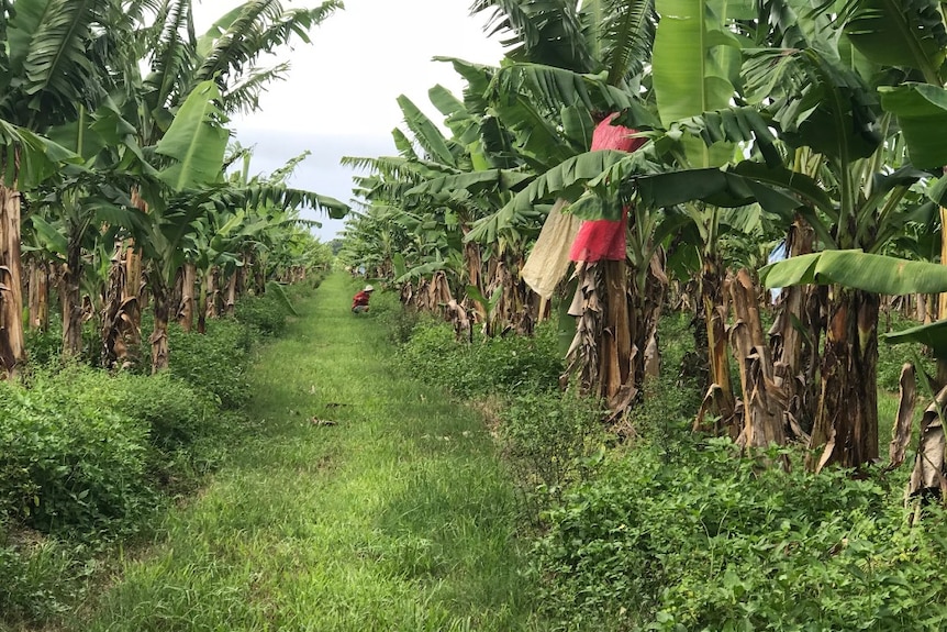 A farm worker kneels in the grass between rows of banana plants.