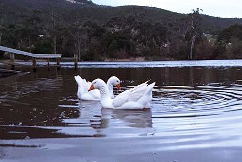 Geese at New Norfolk