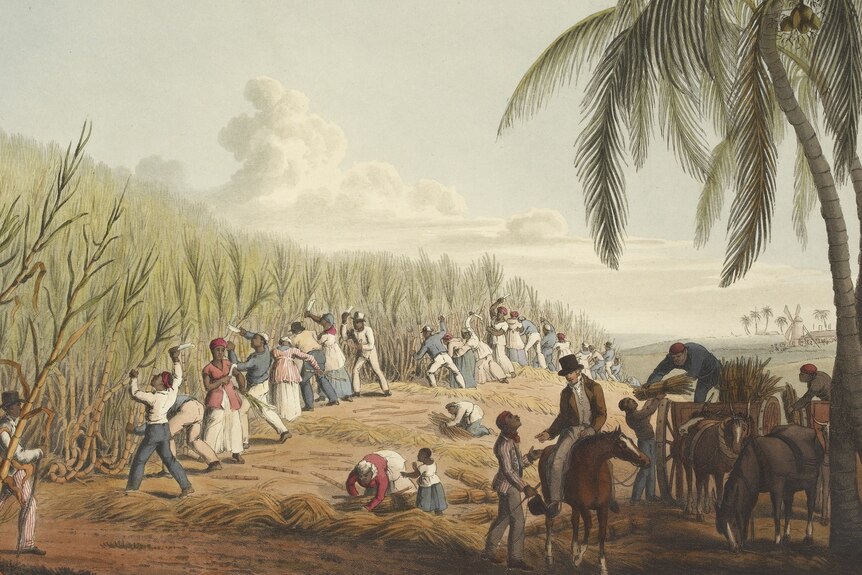 A painting of African slaves cutting sugar cane with a white man on a horse