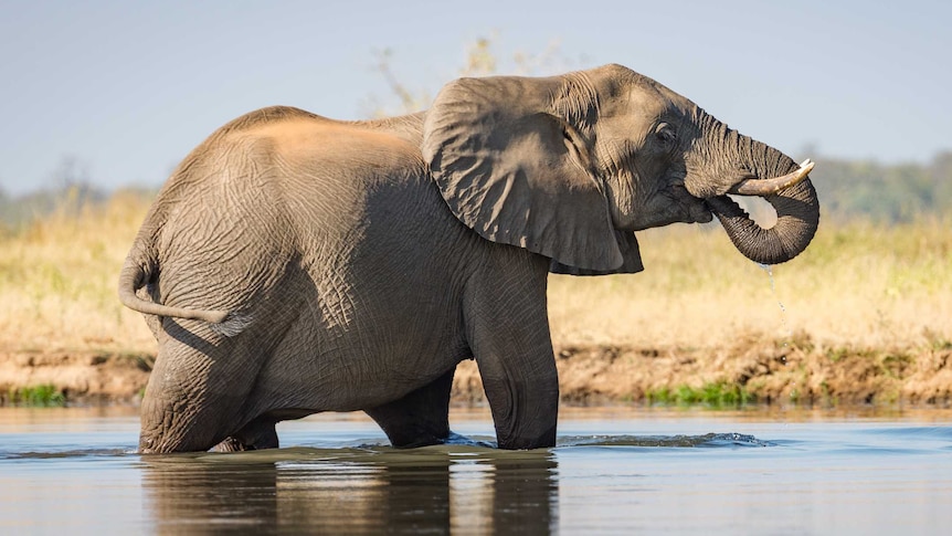 African elephant with feet in water in the Lower Zambezi Valley.