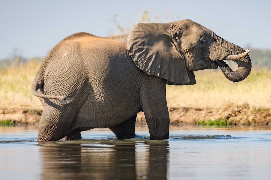 African elephant with feet in water in the Lower Zambezi Valley.