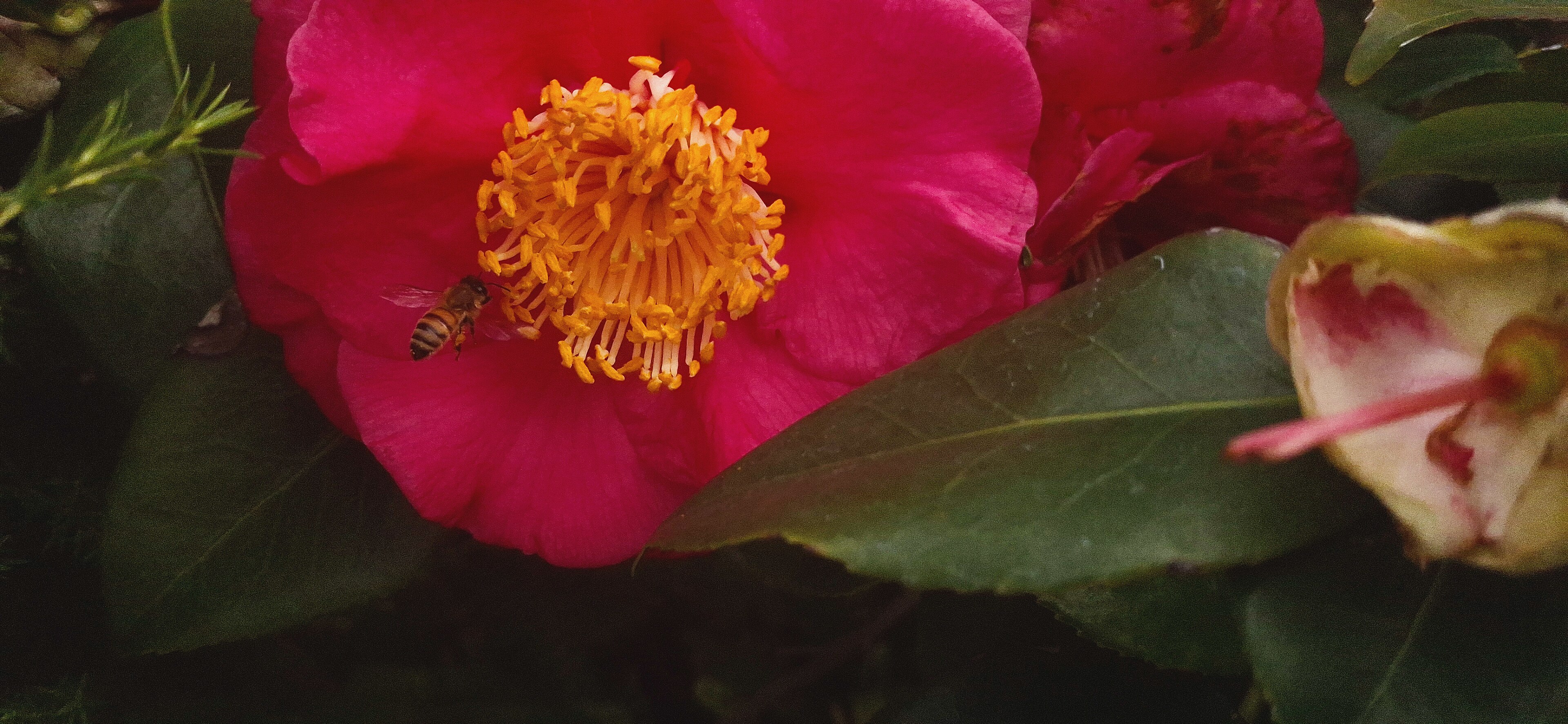 A pink flower with big yellow tendrils and a black and yellow-banded bee flying into it.