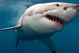 Conservationists say the shark cull policy should be abandoned because of the number of undersized sharks killed.
