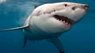 Conservationists say the shark cull policy should be abandoned because of the number of undersized sharks killed.