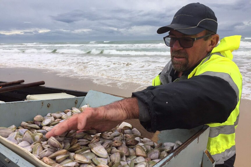 LANDLINE: Removing grit from pipis a challenge to Australian market