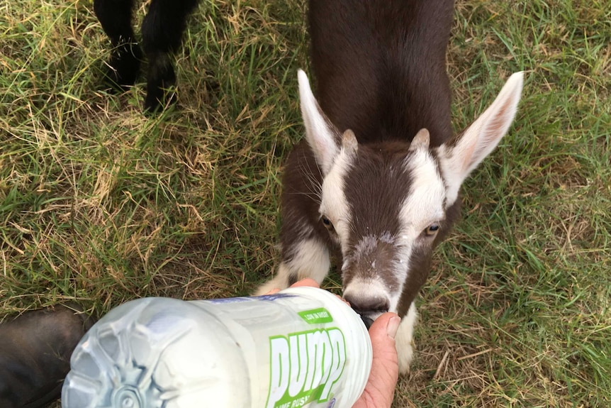 'Whisky' drinking a bottle of specially prepared milk.