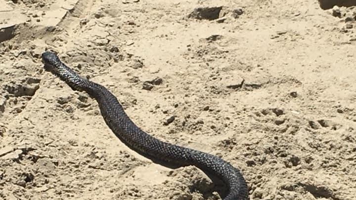 A long black tiger snake on the sand at the beach