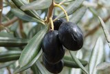 Olives before harvest