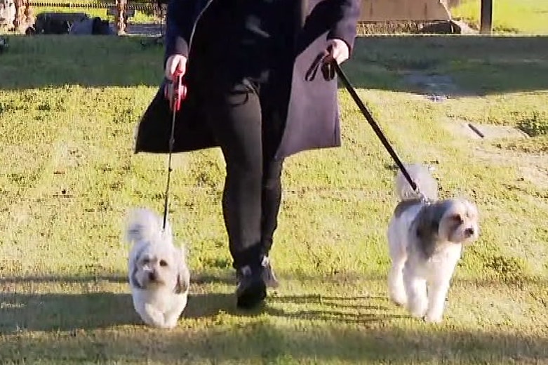 A woman in a dark coat and pants walks two light-coloured dogs, a shih tzu and a terrier cross, on leads.