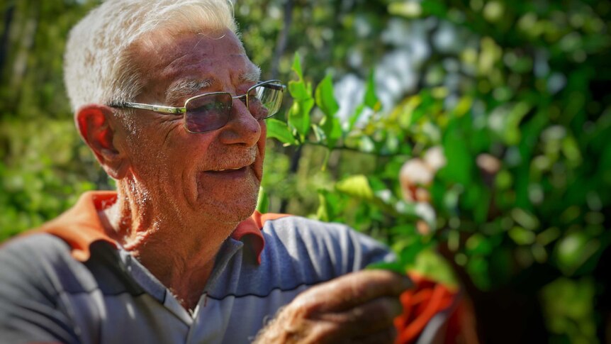 Colin Mason looks at leaves on a citrus tree.