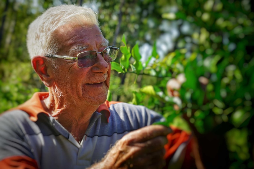 Colin Mason looks at leaves on a citrus tree.