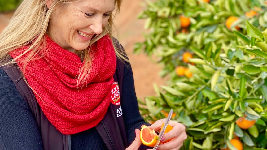 A blonde white woman in a red scarf and navy jacket, Penny, cuts a cara cara orange open with a knife in an orchard.