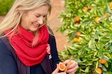 A blonde white woman in a red scarf and navy jacket, Penny, cuts a cara cara orange open with a knife in an orchard.