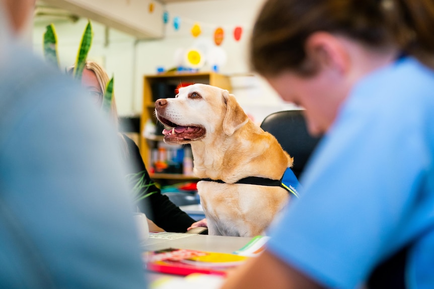Benson, a therapy dog, sits at the school desk. 