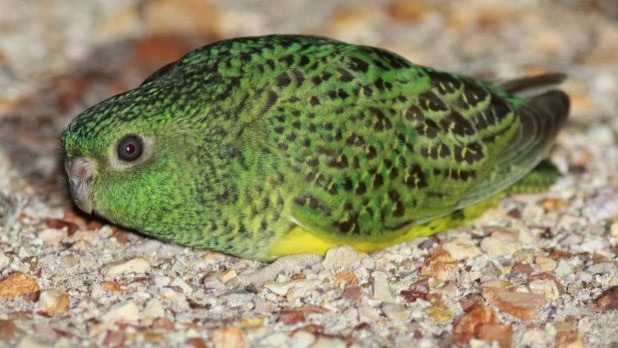 The night parrot is under threat from feral cats,