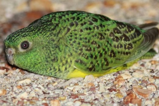 A close-up image of a rare night parrot.