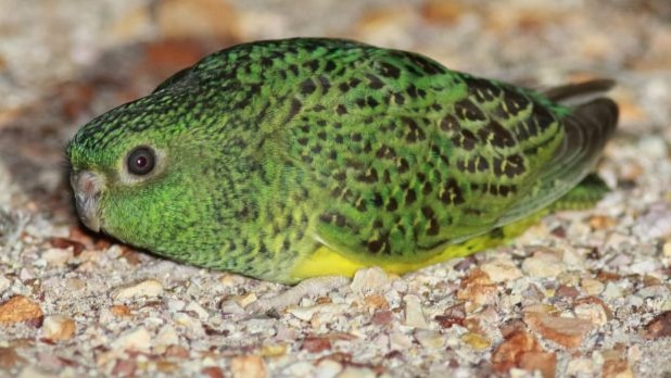 A close-up image of a rare night parrot.