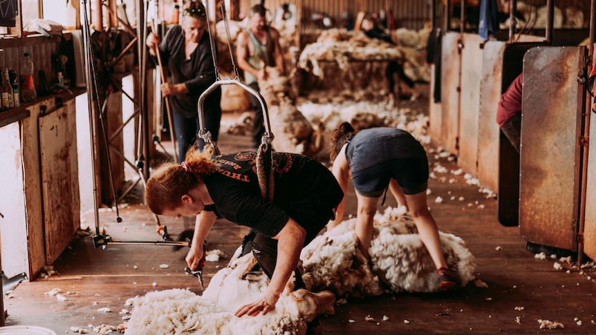 Two woman shear sheep inside a shed